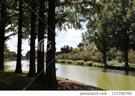 埼玉縣上尾市圓山公園的風景 133786700