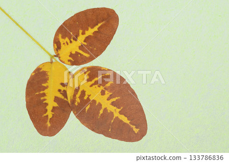A collaboration of Japanese paper and the yellow leaves of deciduous trees and Japanese bush clover [Background material] 133786836