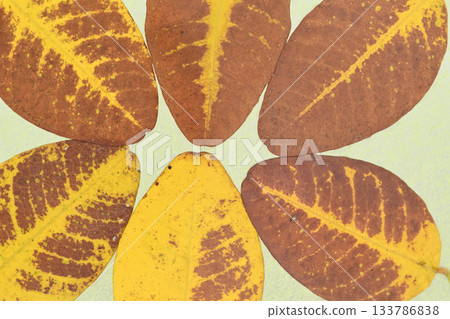 A collaboration of Japanese paper and the yellow leaves of deciduous trees and Japanese bush clover [Background material] 133786838