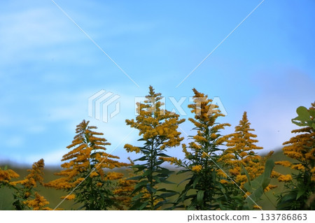 Clear autumn sky and tall goldenrod Clear autumn sky and tall goldenrod 133786863