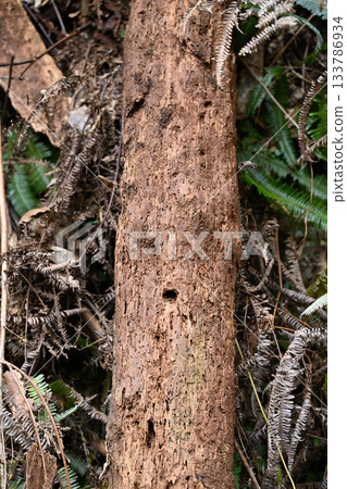 腐朽的樹 133786934