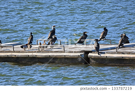 A flock of great cormorants and ducks on the pier 133787219