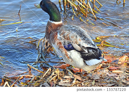 Mallard duck at the waterside 133787220