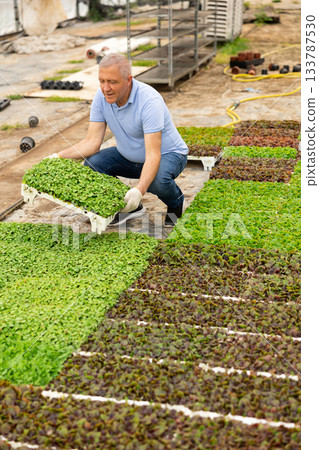 Adult man posing with planted basil Adult man posing with planted basil 133787530