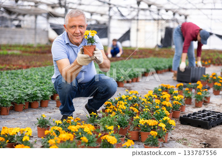 greenhouse male senior worker inspects young generation of pot marigolds plants. greenhouse male senior worker inspects young generation of pot marigolds plants. 133787556