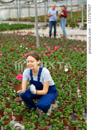 Middle-aged woman worker sitting down and looking to the pot of geranium flower in greenhouse Middle-aged woman worker sitting down and looking to the pot of geranium flower in greenhouse 133787607