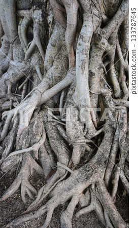 big trunk of banyan, brown old root tree big trunk of banyan, brown old root tree 133787645