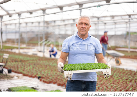 male gardener swaps pallets with young deren seedlings for full formation of plant. male gardener swaps pallets with young deren seedlings for full formation of plant. 133787747
