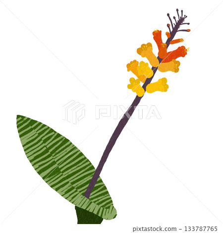 Muscari-like Lachenalia 133787765