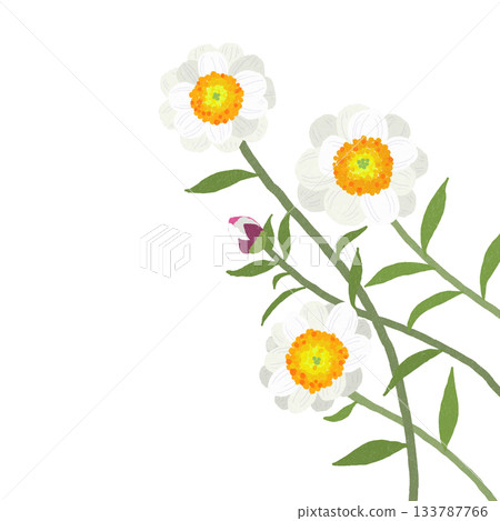 White flower of the Japanese lantern plant White flower of the Japanese lantern plant 133787766