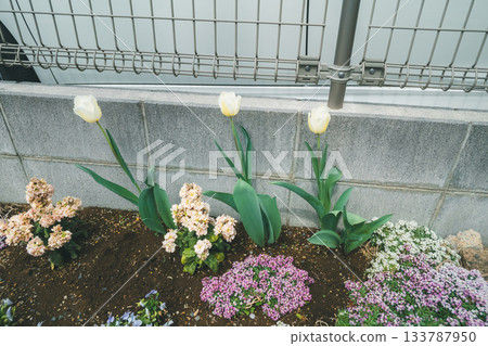 花園 院子 鬱金香 133787950