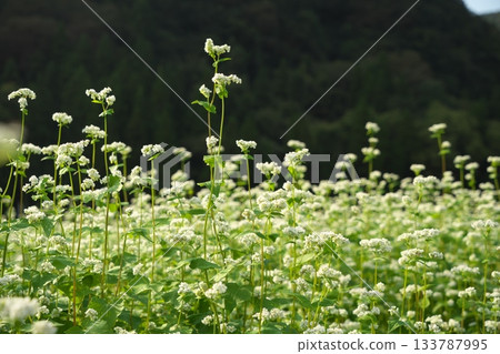 蕎麥花 蕎麥花 133787995