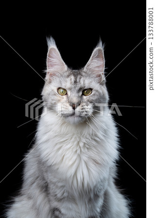 Adult Maine Coon Cat Portrait Adult Maine Coon Cat Portrait 133788001