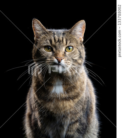 tabby cat with snaggle tooth 133788002