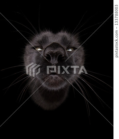 funny black cat close up portrait 133788003