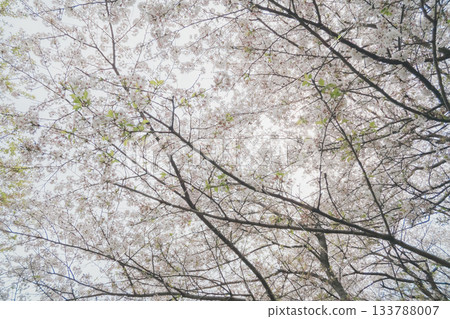 cherry blossom, cherry tree, spring 133788007