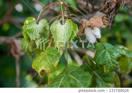 A cotton seed growing from cotton tree. Cotton is a natural fibre that grows on a plant. This plant produces fluffy fibres to protect its seeds and help them disperse in the wind. A cotton seed growing from cotton tree. Cotton is a natural fibre that grows on a plant. This plant produces fluffy fibres to protect its seeds and help them disperse in the wind. 133788026