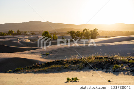 The St. Anthony Sand Dunes in Idaho are lit by a vibrant golden sunset. The warm light creates deep shadows and highlights the ripples in the sand. Represents a vast, peaceful desert landscape The St. Anthony Sand Dunes in Idaho are lit by a vibrant golden sunset. The warm light creates deep shadows and highlights the ripples in the sand. Represents a vast, peaceful desert landscape 133788041