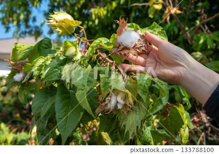 Someone hand touching a cotton from cotton tree. Cotton is a natural fibre that grows on a plant. This plant produces fluffy fibres to protect its seeds and help them disperse in the wind. Someone hand touching a cotton from cotton tree. Cotton is a natural fibre that grows on a plant. This plant produces fluffy fibres to protect its seeds and help them disperse in the wind. 133788100