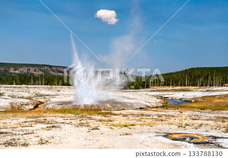 View of Cliff Geyser erupting in Yellowstone National Park's Black Sand Basin. The geyser sprays water and steam, surrounded by mineral deposits and a pine forest View of Cliff Geyser erupting in Yellowstone National Park's Black Sand Basin. The geyser sprays water and steam, surrounded by mineral deposits and a pine forest 133788130