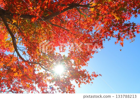 楓葉、秋葉、樹木、陽光 楓葉、秋葉、樹木、陽光 133788213