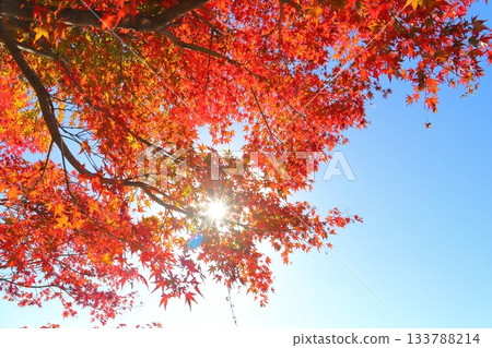 Maple leaves, autumn leaves, trees, sun 133788214