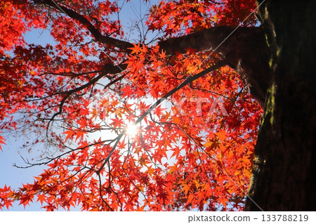 Maple leaves, autumn leaves, trees, sun Maple leaves, autumn leaves, trees, sun 133788219