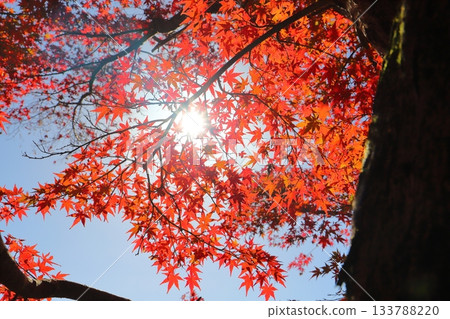 Maple leaves, autumn leaves, trees, sun Maple leaves, autumn leaves, trees, sun 133788220
