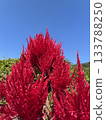 Keito的花 133788250