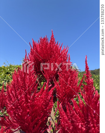 Keito的花 Keito的花 133788250