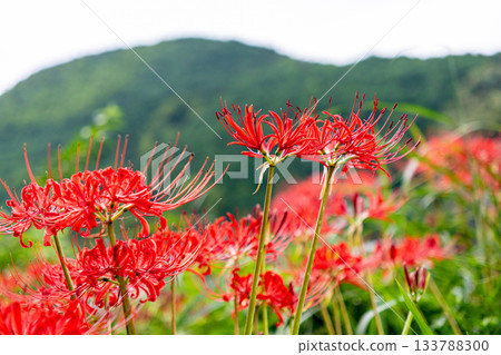 Cluster amaryllis blooming in the mountains Cluster amaryllis blooming in the mountains 133788300