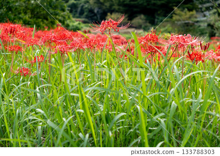 A cluster amaryllis that blooms at the ridges of rice fields 133788303