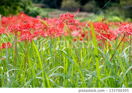 A cluster amaryllis that blooms at the ridges of rice fields 133788305