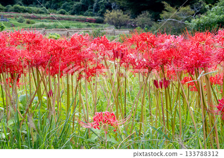 Bright red flowers 133788312