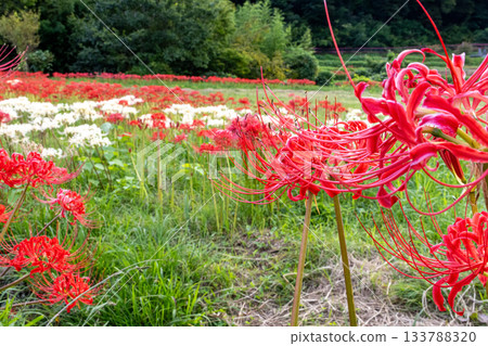Red and white cluster amaryllis Red and white cluster amaryllis 133788320