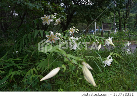 群馬縣榛名高原－2025年7月25日，路邊盛開的山百合花 133788331