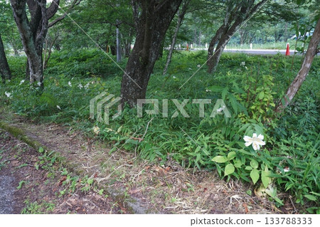 群馬縣榛名高原－2025年7月25日，路邊盛開的山百合花 133788333