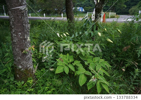 群馬縣榛名高原-2025年7月25日,路邊盛開的山百合花 群馬縣榛名高原-2025年7月25日,路邊盛開的山百合花 133788334