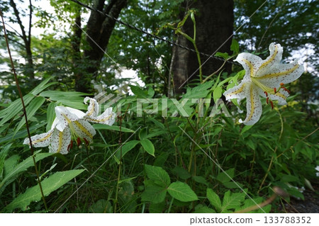 群馬縣榛名高原－2025年7月25日，路邊盛開的山百合花 133788352
