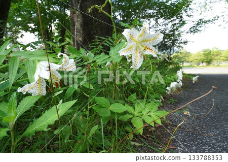 群馬縣榛名高原-2025年7月25日,路邊盛開的山百合花 群馬縣榛名高原-2025年7月25日,路邊盛開的山百合花 133788353