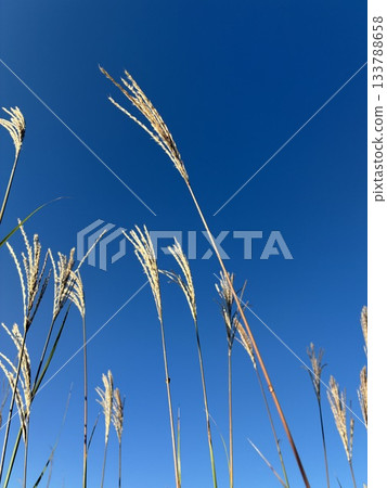 Susuki shining in the blue sky Susuki shining in the blue sky 133788658