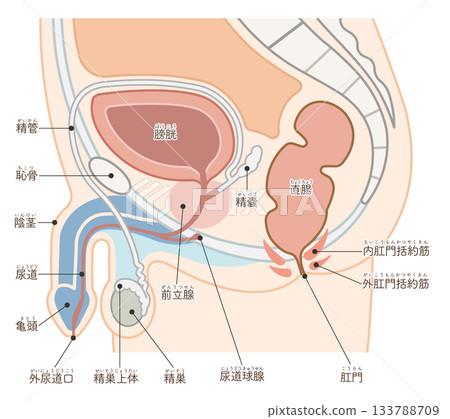 Male reproductive organs Male reproductive organs 133788709