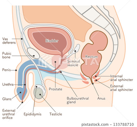 Male reproductive organs Male reproductive organs 133788710