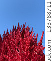 雞冠花在藍天下閃閃發光 133788711