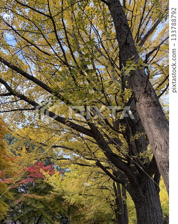 秋天的落葉 秋天的落葉 133788792