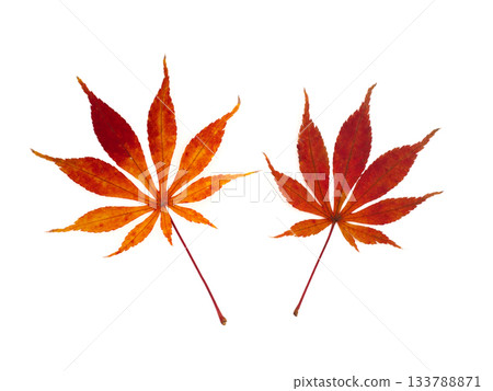 Autumn leaves maple leaves Autumn leaves maple leaves 133788871