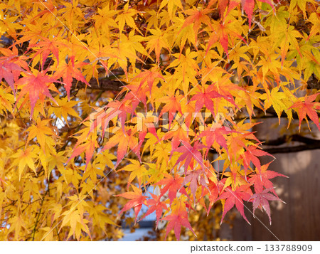 Yellow-leaved maple leaves Yellow-leaved maple leaves 133788909
