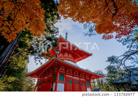 Koyasan Danjogaran Temple dyed in autumn leaves, 2025, Wakayama Prefecture Koyasan Danjogaran Temple dyed in autumn leaves, 2025, Wakayama Prefecture 133788977