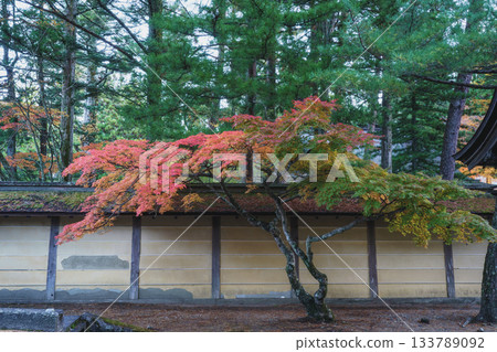 Mount Koya in autumn colors 2025 Wakayama Prefecture Mount Koya in autumn colors 2025 Wakayama Prefecture 133789092
