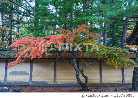 Mount Koya in autumn colors 2025 Wakayama Prefecture Mount Koya in autumn colors 2025 Wakayama Prefecture 133789093